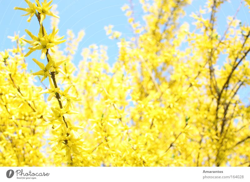 Golden Spring Farbfoto Außenaufnahme Detailaufnahme Tag Licht Sonnenlicht Unschärfe Schwache Tiefenschärfe Leben harmonisch Wohlgefühl Zufriedenheit