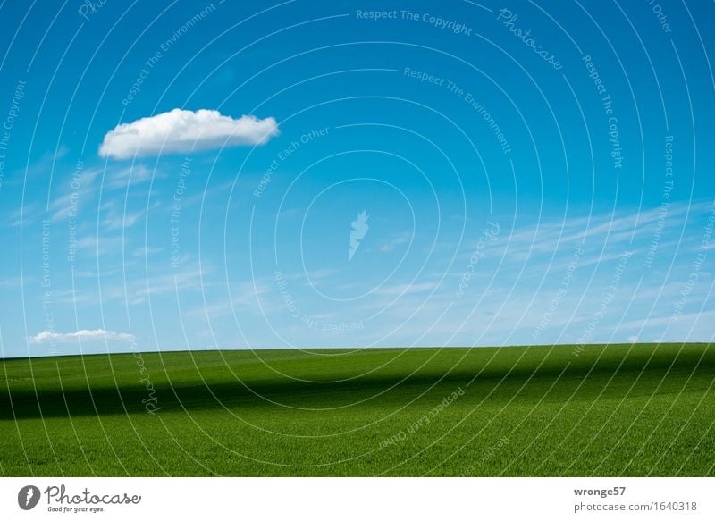 Bördeland Natur Landschaft Pflanze Erde Luft Himmel Wolken Horizont Frühling Schönes Wetter Nutzpflanze Getreidefeld Weizenfeld Feld Unendlichkeit blau grün