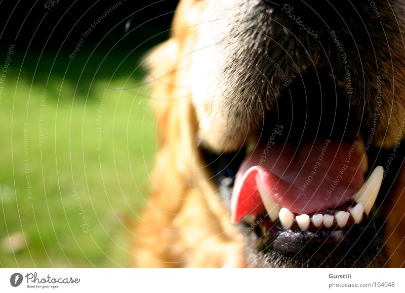 Franz. Farbfoto Außenaufnahme Haustier Hund Tiergesicht 1 atmen Gebiss Zunge Schnauze