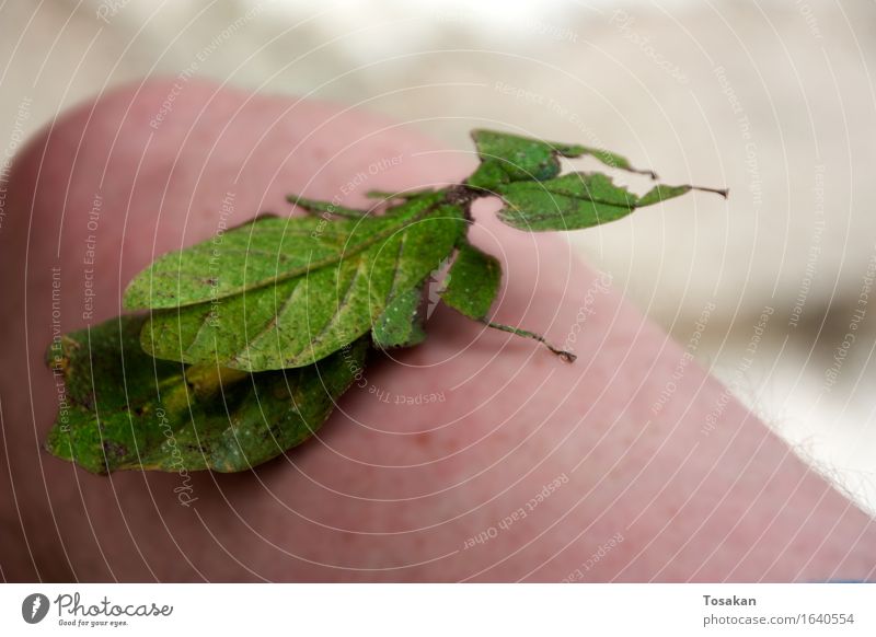 Strange animal - Leaf insect Natur Tier Insekt 1 exotisch natürlich grün friedlich Gelassenheit Asien Urlaub Asien Farbfoto