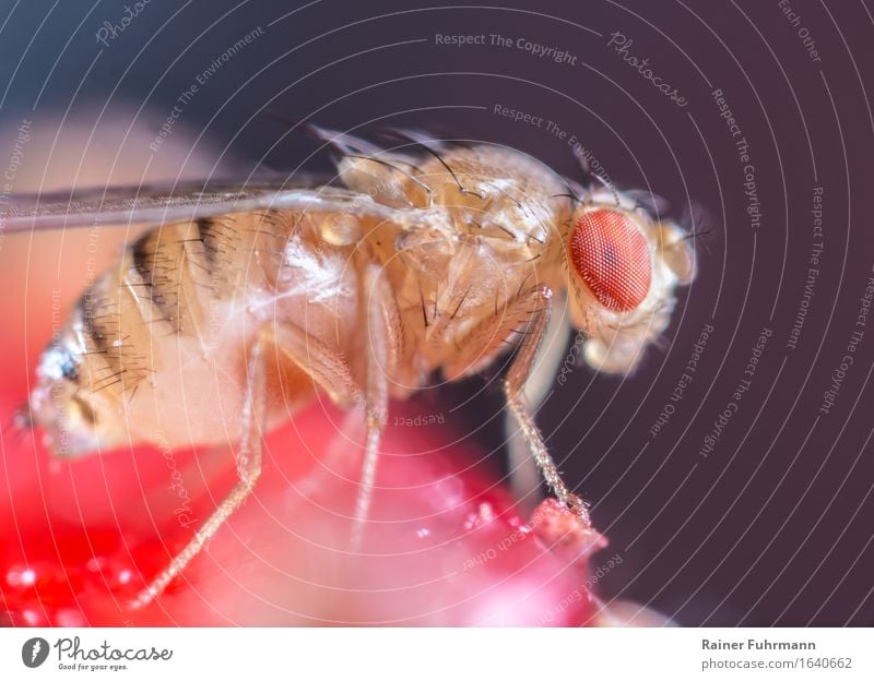 eine Gärfliege sitzt auf einer Erdbeere Natur Tier Wildtier Fliege "Gärfliege Obstfliege" 1 Fressen Farbfoto Innenaufnahme Makroaufnahme Blitzlichtaufnahme