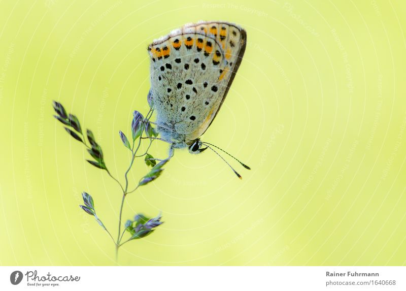 ein zarter Bläuling sitzt auf einem Grashalm Natur Wiese Tier Schmetterling 1 Zufriedenheit Tierliebe ästhetisch Farbfoto Außenaufnahme Makroaufnahme Tag
