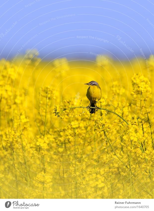 Harmonie in gelb - Rapsfeld mit Schafstelze Tier Vogel 1 sitzen Zufriedenheit Tierliebe Natur "Harmonie alternative Energie ökologisch" Farbfoto Außenaufnahme