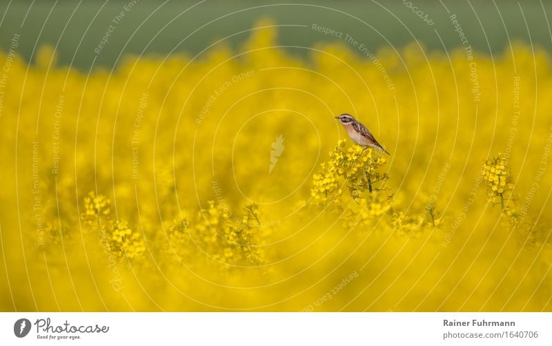 ein Braunkehlchen in einem blühenden Rapsfeld Umwelt Natur Landschaft Pflanze Tier Feld "Braunkehlchen Singvogel" 1 Lebensfreude Frühlingsgefühle "gelb leuchten