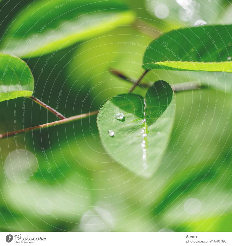 Mairegen V Wasser Wassertropfen Frühling Wetter Pflanze Sträucher Blatt Felsenbirne Tropfen frisch glänzend nass natürlich grün Farbfoto Außenaufnahme