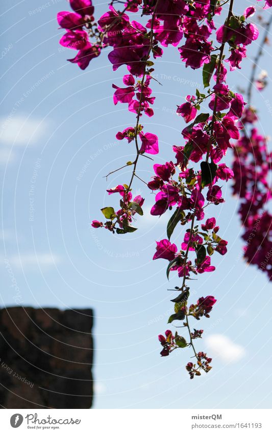 Bougainvillea. Kunst Umwelt Natur ästhetisch Blume mediterran rosa Blühend Fuerteventura Blauer Himmel Urlaubsfoto Urlaubsstimmung Farbfoto mehrfarbig