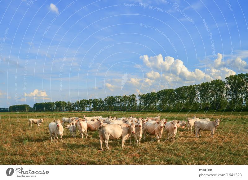 Augen geradeaus Landschaft Pflanze Himmel Wolken Horizont Baum Gras Wiese Tier Haustier Kuh Herde blau braun grün weiß Blick Brandenburg Ebene Farbfoto