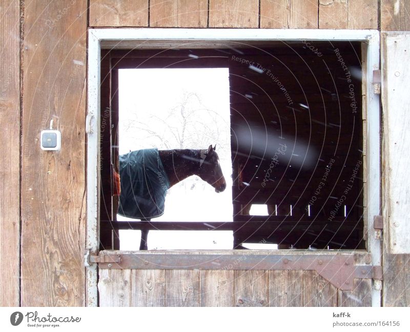 durch-blick Farbfoto Außenaufnahme Tag Blitzlichtaufnahme Tier Pferd 1 Holz ruhig Winter Schnee Blick