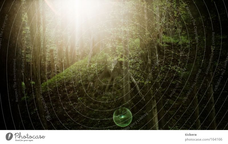 Märchenwald Farbfoto Außenaufnahme Menschenleer Textfreiraum unten Licht Sonnenlicht Gegenlicht Natur Landschaft Baum Wald weich Stimmung träumen mystisch