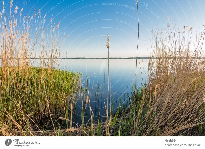 Landschaft am Achterwasser auf der Insel Usedom Erholung Ferien & Urlaub & Reisen Tourismus Natur Wasser Wolkenloser Himmel Küste Bucht See blau Romantik Idylle