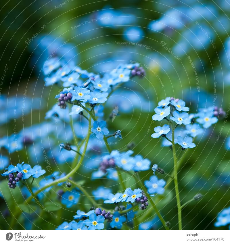Flachs Unschärfe Sommer Natur Blume Wiese Wachstum süß wild weich blau violett Lein linum usitatissimum Blütenknospen petals flora floral plant pflanzlich