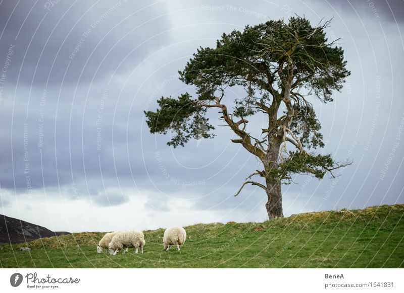 Sheep Essen Landwirtschaft Forstwirtschaft Umwelt Natur Landschaft Pflanze Tier Wolken Gewitterwolken schlechtes Wetter Baum Wiese Feld Hügel Schottland