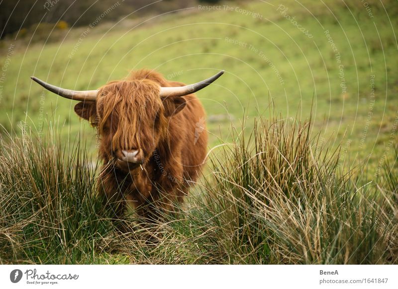 Moo Umwelt Natur Landschaft Pflanze Tier Gras Wiese Feld Hügel Schottland Menschenleer Haare & Frisuren Nutztier Kuh Schottisches Hochlandrind Fell Horn 1