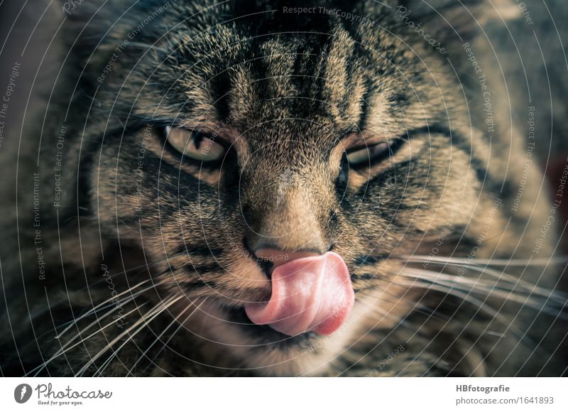 Lecker Haustier Katze kuschlig rebellisch Appetit & Hunger gefräßig Zunge Zwinkern lecker lutschen Katzenzunge Farbfoto Innenaufnahme Tag Tierporträt