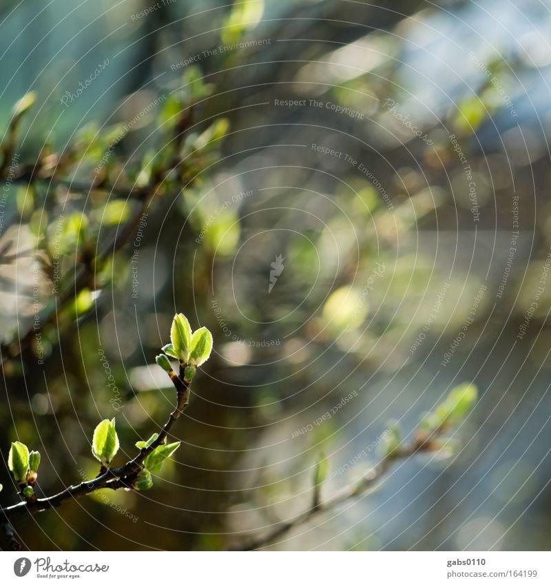 Zwetschkenbaum Farbfoto Außenaufnahme Nahaufnahme Detailaufnahme Textfreiraum rechts Tag Kontrast Sonnenlicht Starke Tiefenschärfe Totale Umwelt Natur Pflanze