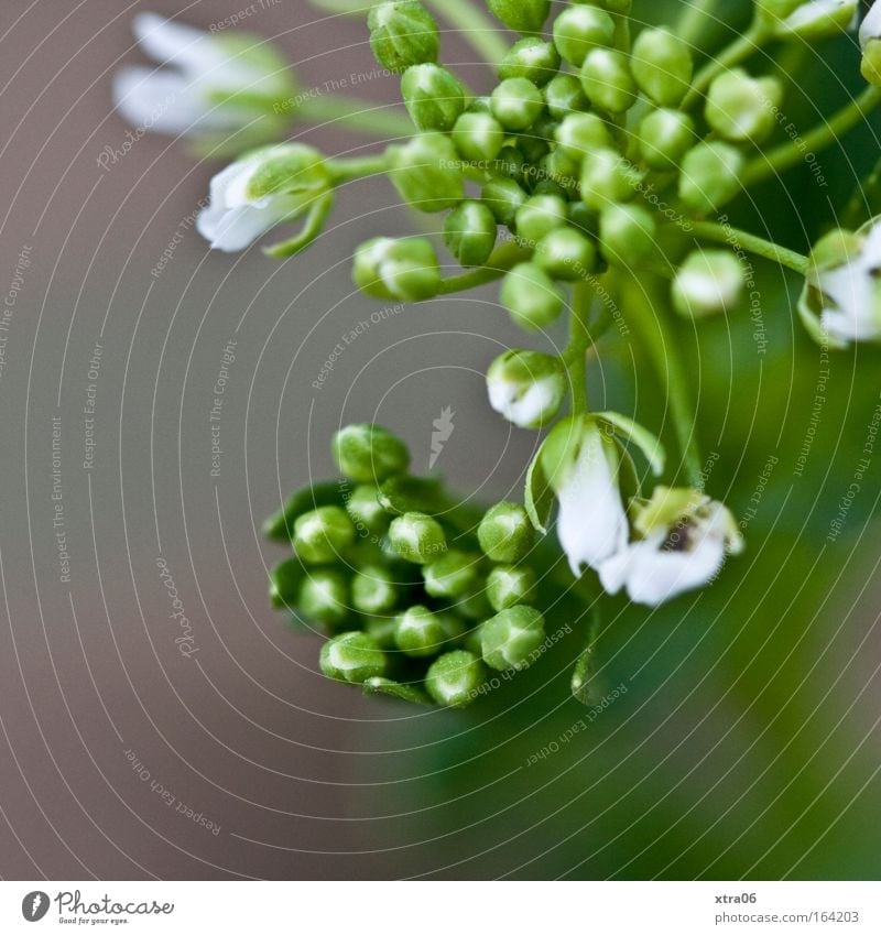 weiß Farbfoto Gedeckte Farben Außenaufnahme Nahaufnahme Detailaufnahme Makroaufnahme Textfreiraum links Hintergrund neutral Dämmerung Pflanze Blume Sträucher
