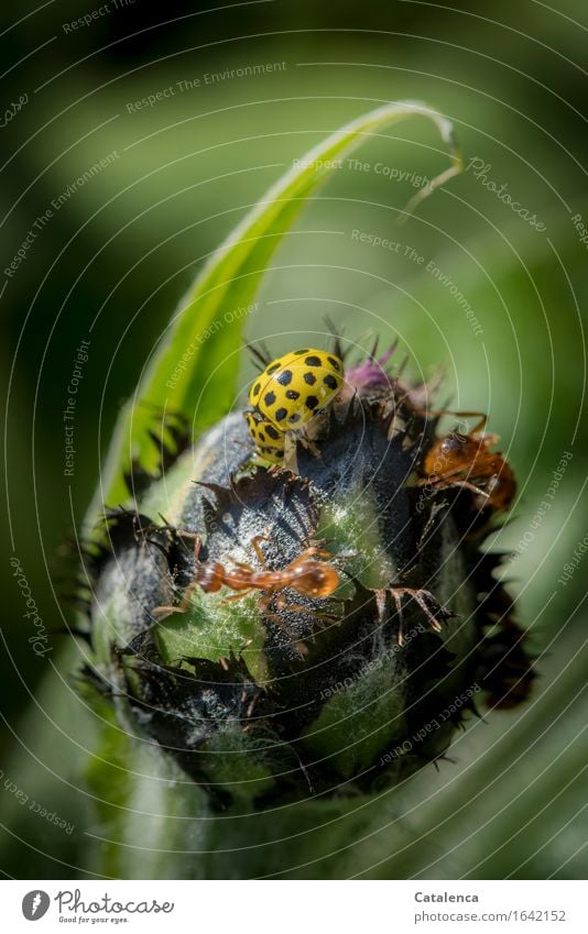 Nahrungskonkurrenz, Marienkäfer und Ameisen Pflanze Blütenknospen Kornblume Garten Tier 3 Fressen Kommunizieren krabbeln braun gelb grün schwarz Toleranz