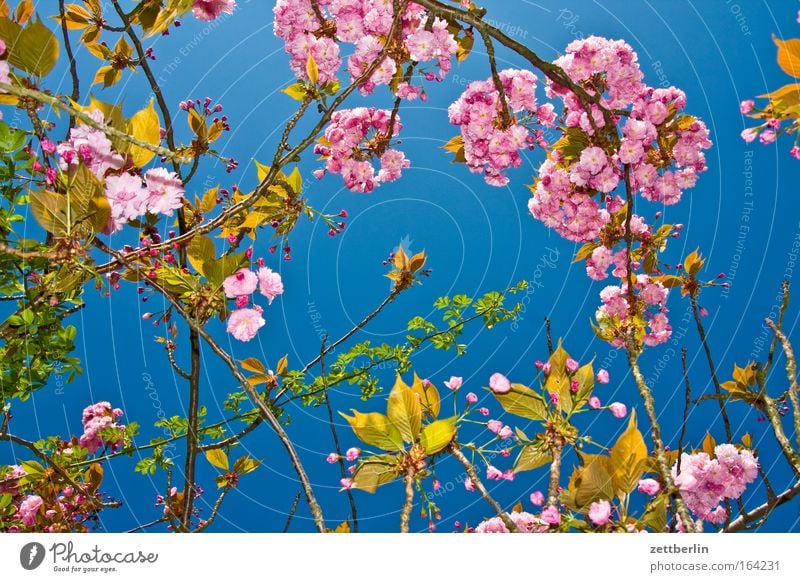 Mädchenfoto Frühling Blüte Blühend Kirschblüten Pflanze Gärtner Gärtnerei Himmel frisch Blauer Himmel himmelblau Wachstum Ranke Romantik Frühlingsgefühle Hormon