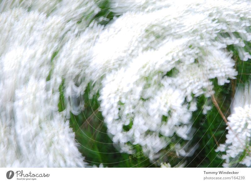 Schleudergang abstrakt Bewegungsunschärfe Natur Pflanze Frühling Sommer Schönes Wetter Sturm Blume Sträucher Blüte Grünpflanze Blühend weiß Frühlingsgefühle