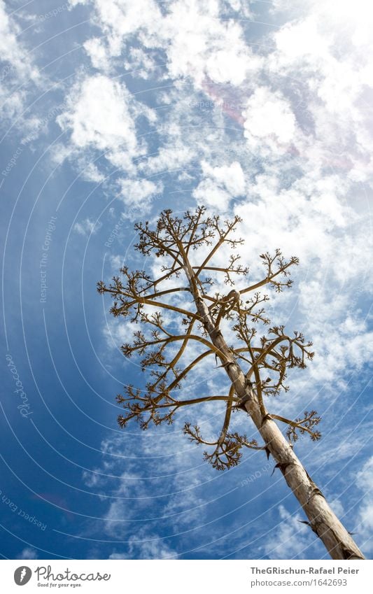 kaktusbaum Umwelt Natur Pflanze Luft Himmel Wolken Frühling blau braun grau weiß Kaktus Blühend Baum Sonne Gegenlicht Farbfoto Außenaufnahme Menschenleer