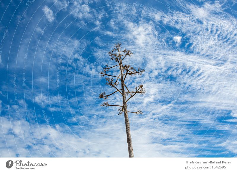 wolkenmuster Umwelt Natur Pflanze Himmel Wolken blau braun grau weiß Kaktus Blühend Wolkenhimmel Wolkenschleier Muster Strukturen & Formen Baum Farbfoto
