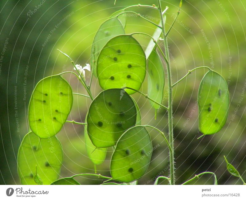 Grüne Silberlinge Pflanze grün Stengel durchscheinend Samen Farbfoto Außenaufnahme Menschenleer zartes Grün Mondviole
