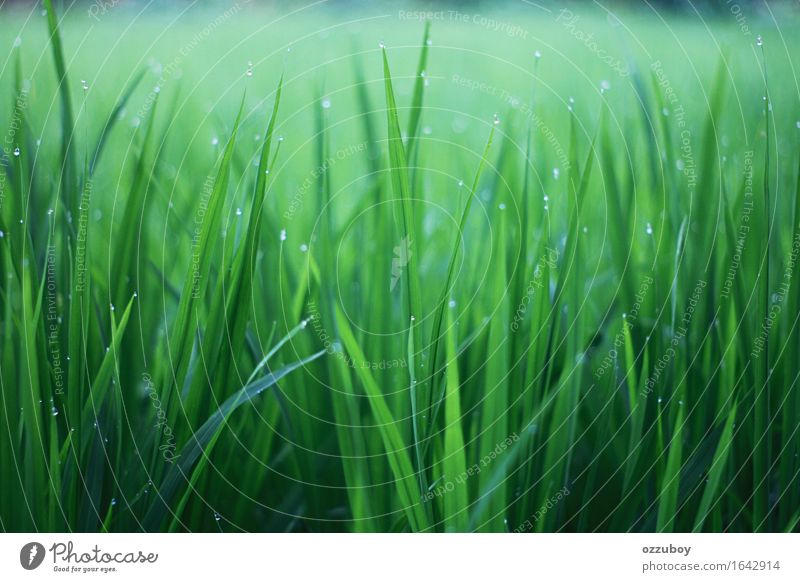 Gras Natur Pflanze Klima Nebel Grünpflanze Wildpflanze frisch grün Farbe Tau Farbfoto Muster Strukturen & Formen Morgen Zentralperspektive