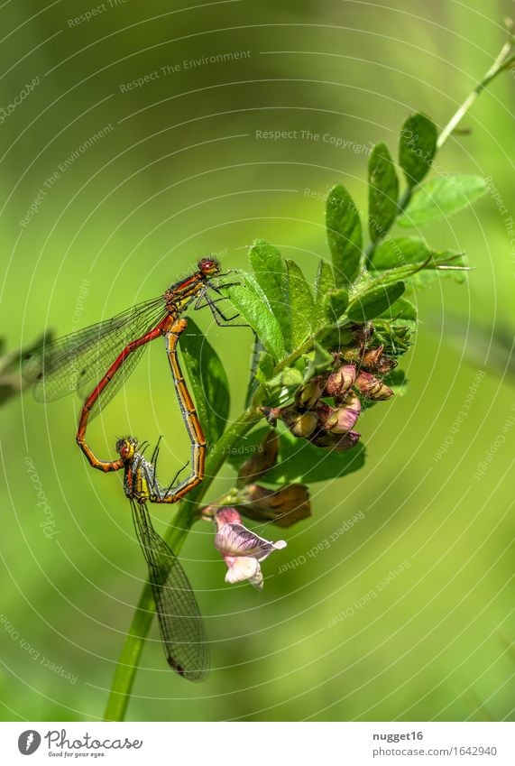 Paarung der frühen Adonisjungfer (Pyrrhosoma nymphula) Umwelt Natur Tier Wildtier Libelle Frühe Adonislibelle 2 fliegen schön grün orange rot Tierliebe Farbfoto