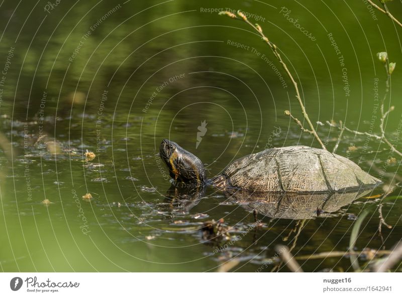 Schildkröte Natur Landschaft Tier Schönes Wetter Seeufer Flussufer Wildtier Zoo Aquarium 1 beobachten Schwimmen & Baden außergewöhnlich braun gelb grün
