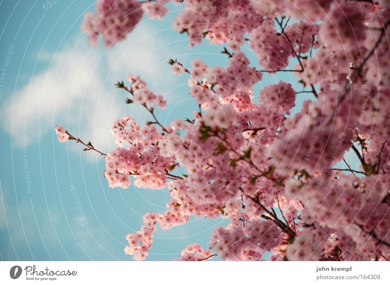 japaziki Farbfoto mehrfarbig Außenaufnahme Detailaufnahme Menschenleer Textfreiraum links Tag Sonnenlicht Schwache Tiefenschärfe Umwelt Natur Tier Himmel Wolken