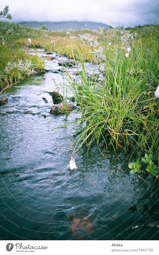 Wollgras Natur Landschaft Wasser Gras Wildpflanze Flussufer Moor Sumpf Bach Flüssigkeit frisch natürlich wild blau grün Gelassenheit geduldig ruhig