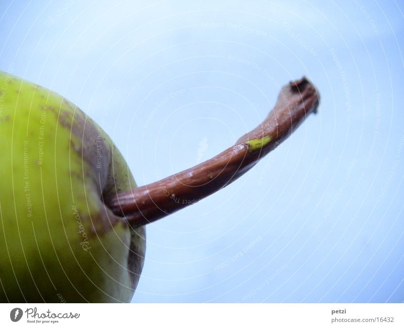 Stängel einer Birne Frucht Holz blau braun Stengel gekrümmt grün-gelb Hintergrundbild gerillt Farbfoto Außenaufnahme Detailaufnahme Makroaufnahme Menschenleer