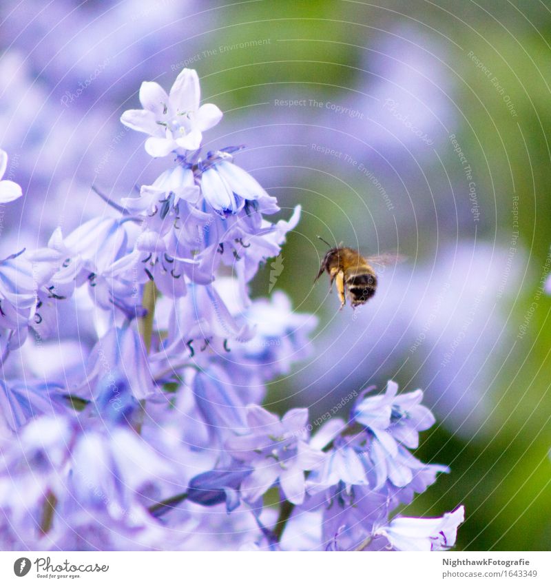 Biene im Anflug Pflanze Frühling Blume Hyazinthe 1 Tier Bewegung Blühend fliegen violett Natur Fleiß Farbfoto Außenaufnahme Detailaufnahme Menschenleer