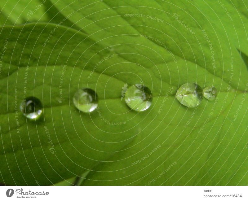 Tropfen in Reih und Glied..... Seil Wasser Wassertropfen Regen Blatt grün Blattadern Furche wie Perlen Farbfoto Außenaufnahme Detailaufnahme Makroaufnahme