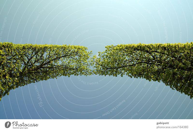 zusammen | wachsen Natur Landschaft Himmel Frühling Pflanze Baum Grünpflanze berühren Wachstum blau grün Kraft schön Symmetrie Zusammenhalt Gartenarchitektur
