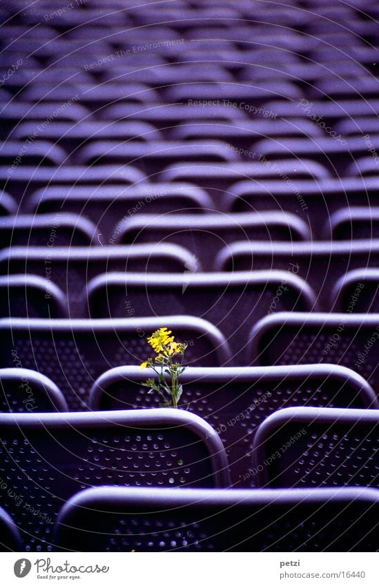 Leben setzt sich durch Freizeit & Hobby Sessel Blume Stahl gelb grün violett Steinbruch Freilichtheater Reihe Lochgitter. Lehne Farbfoto Außenaufnahme