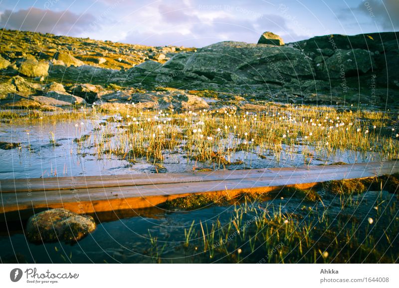 Überbrückung Natur Wasser Sonnenaufgang Sonnenuntergang Sonnenlicht Gras Felsen Moor Sumpf Teich Wege & Pfade Holz Linie nass Wärme wild Stimmung Vertrauen
