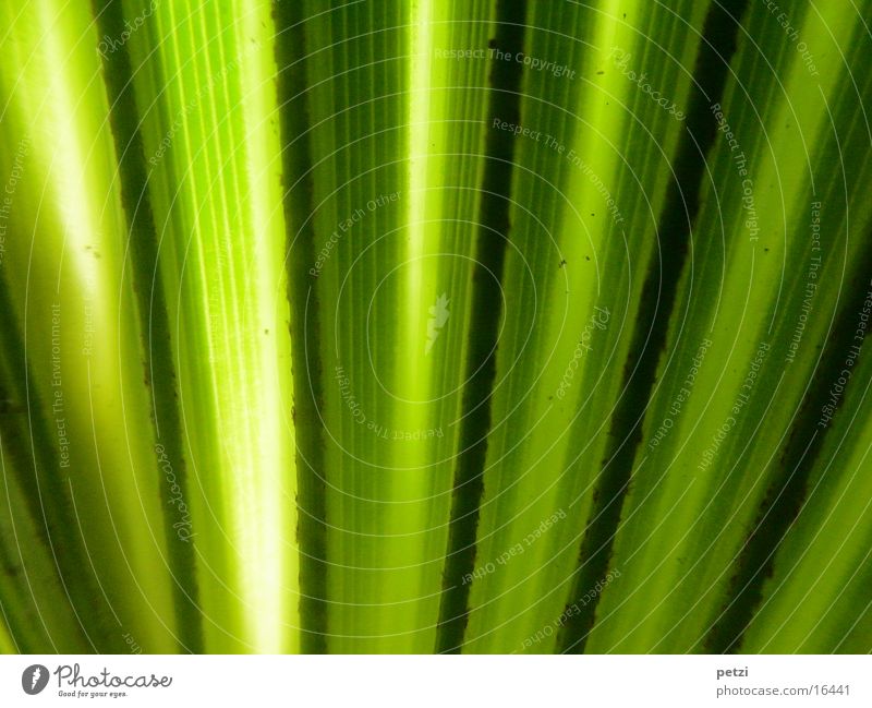 Palmenblatt Blatt Streifen gelb grün schwarz Lichteinfall Farbfoto Innenaufnahme Detailaufnahme Makroaufnahme Strukturen & Formen Zentralperspektive