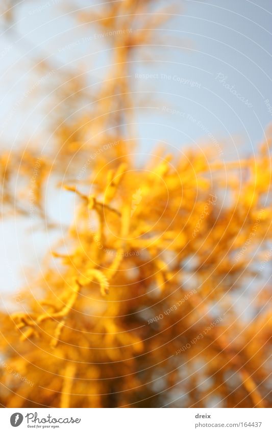 Gelbes Kraut Farbfoto mehrfarbig Außenaufnahme Nahaufnahme abstrakt Menschenleer Hintergrund neutral Tag Licht Starke Tiefenschärfe Zentralperspektive Pflanze