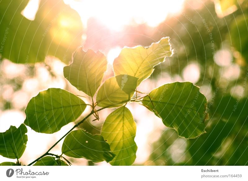 Erwachen Freiheit Sonne Natur Pflanze Sonnenlicht Frühling Schönes Wetter Wärme Blatt Erholung saftig grün Gefühle Stimmung Freude Fröhlichkeit Zufriedenheit