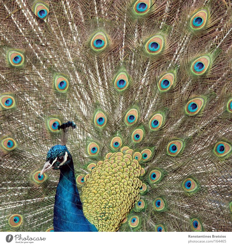 POSER Außenaufnahme Tag Tierporträt Streichelzoo Pfau 1 leuchten ästhetisch natürlich blau braun grün Frühlingsgefühle schön Stolz Vogel gefiedert Feder Brunft