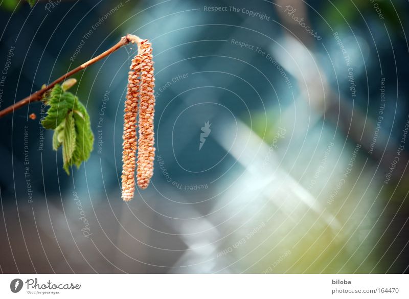 Frühlingserwachen II Farbfoto Außenaufnahme Nahaufnahme Menschenleer Textfreiraum rechts Tag Sonnenlicht Schwache Tiefenschärfe Natur Landschaft Pflanze Tier