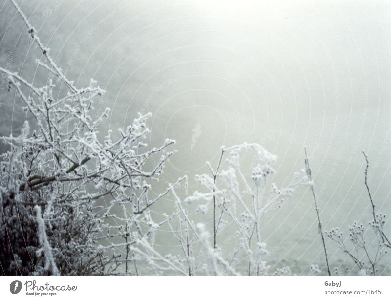Winterimpressionen 2 Raureif Nebel Schneelandschaft kalt ruhig Schnellzug weiß Eis cold Ast silence