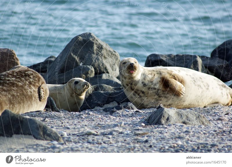 Freche Robbe Tier Wildtier "Seehund Seehunde lion sea lion seal seals Seelöwe Seelöwen Robben Säuger Säugetier Tiere Tierreich tierisch Tierwelt" 3 Tiergruppe