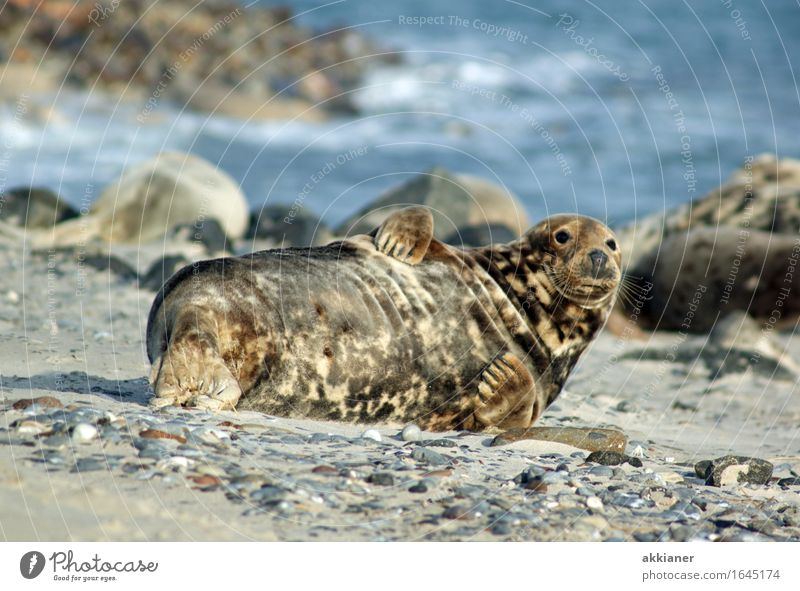 Robbe Tier Wildtier "Seehund Seehunde lion sea lion seal seals Seelöwe Seelöwen Robben Säuger Säugetier Tiere Tierreich tierisch Tierwelt" 1 Abenteuer
