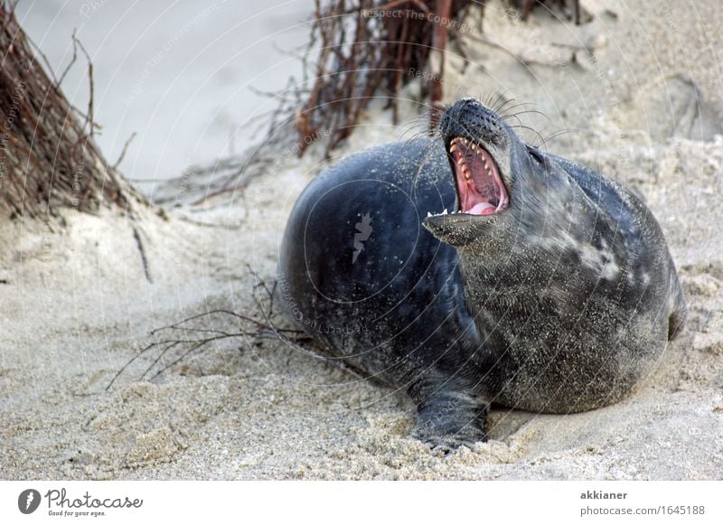 Bleib mir ja von der Pelle Umwelt Natur Landschaft Pflanze Tier Sand Schönes Wetter Sträucher Küste Strand Wildtier "Seehund Seehunde lion sea lion seal seals