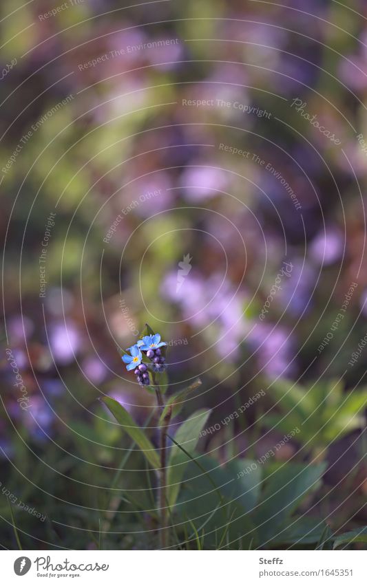 kleines Vergissmeinnicht mit Gartenfarben im Hintergrund Vergißmeinnichtblüte Myosotis Frühlingsblume unauffällig heimisch Blümchen romantisch Romantik