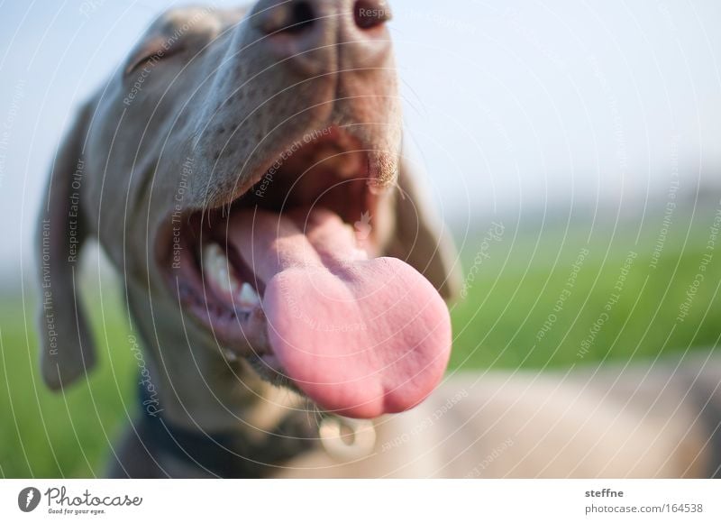 Zungenkuss Farbfoto Schwache Tiefenschärfe Tierporträt Haustier Hund 1 atmen Ekel lustig niedlich Freude lutschen Schnauze Hundeschnauze