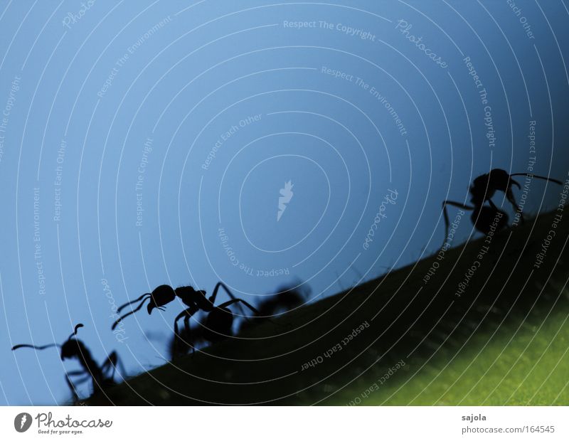 aliens Außenaufnahme Textfreiraum oben Hintergrund neutral Silhouette Tierporträt Ameise Insekt Fühler 3 Tiergruppe Arbeit & Erwerbstätigkeit Blick blau schwarz