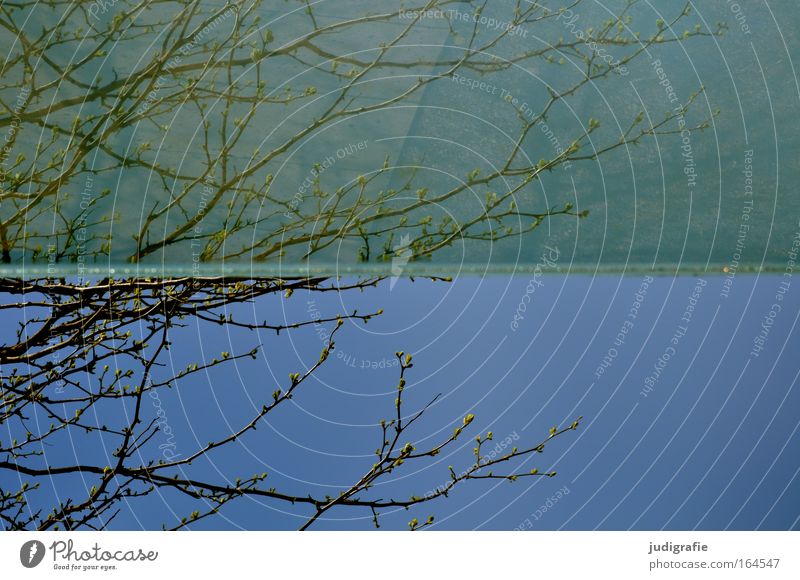 Unterm Glasdach hervor Farbfoto Außenaufnahme abstrakt Menschenleer Tag Reflexion & Spiegelung Schwache Tiefenschärfe Froschperspektive Garten Gartenarbeit